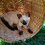 animal, basket, blue_eyes, cat, clover, cute, fur, grass, greenery, kitten, nature, outdoor, pet, playing, resting, siamese_cat, small_animal, sunlight, woven_basket, young_cat