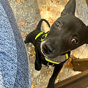 Ozzy is registered to the contest to win money with this photo: adorable, animal, black_dog, canine, close_up, curious, daylight, dog, ears_up, harness, leaves, looking_up, outdoor, paw, pet, playful, sidewalk, texture, wood, young_dog