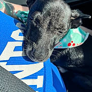 Ozzy joined the competition — help win amazing prizes! dog, black_dog, sleeping, bandana, car_interior, blue_shirt, sunlight, resting, close_up, pet, animal, seatbelt, comfort, cute, relaxed, portrait, face, whiskers, fur, companion