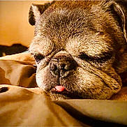 Tank joined the competition — help win amazing prizes! animal, bed, blanket, close_up, cozy, cute, dog, expression, face, fur, indoors, mouth, nose, pet, portrait, pug, resting, sleeping, tongue, whiskers