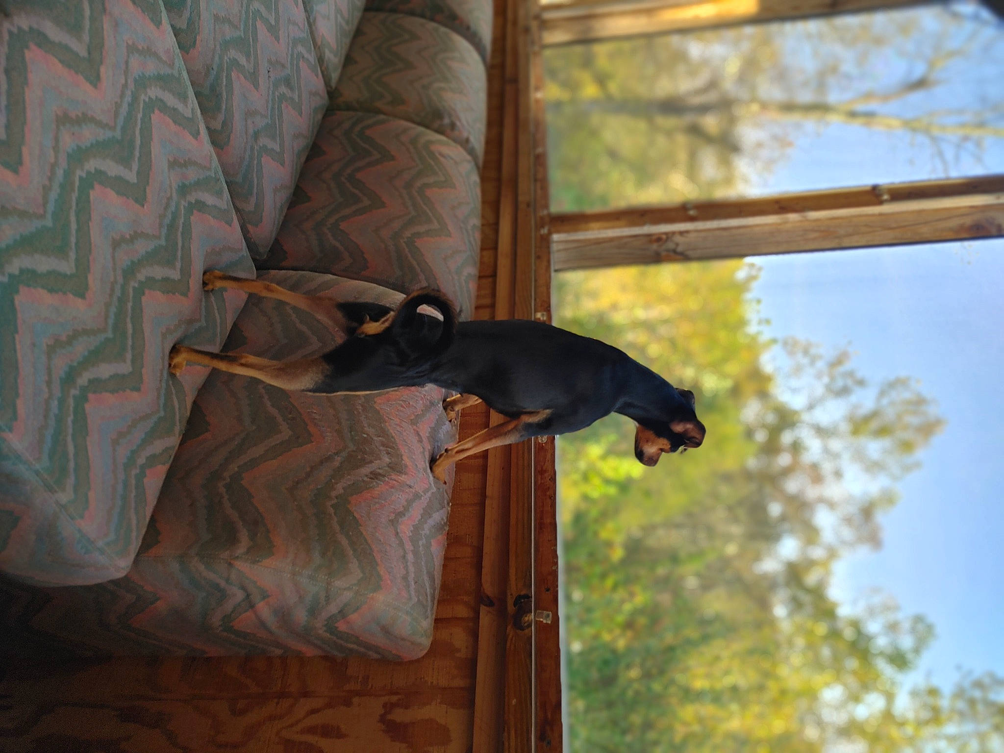 Lotto joined the competition — help win amazing prizes! canidae, carnivore, dog, door, grass, guard_dog, house, pattern, plant, shade, shadow, sky, sporting_group, tail, tints_and_shades, tree, trunk, wildlife, window, wood