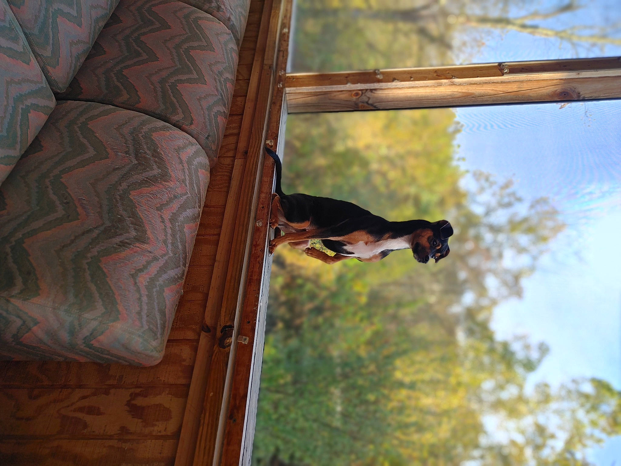 Lotto is registered to the contest to win money with this photo: adventure, elbow, grass, happy, hardwood, house, human_leg, leisure, log_cabin, pattern, recreation, reflection, room, sky, tints_and_shades, tree, trunk, window, wood, wood_stain