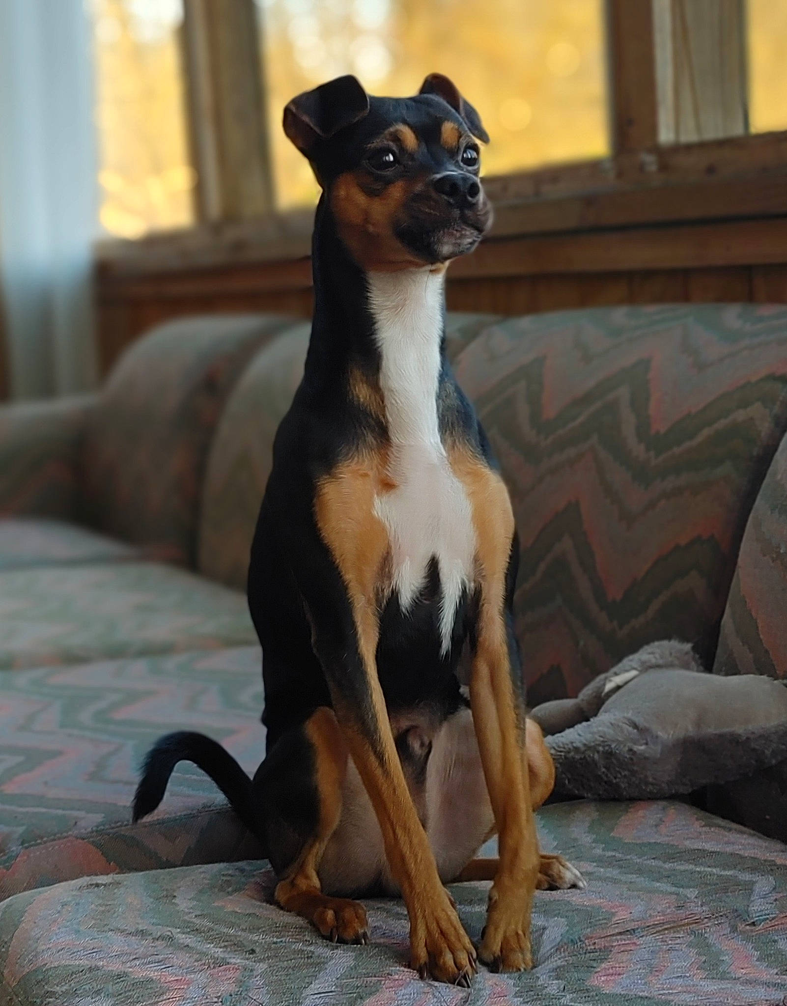 Lotto is registered to the contest to win money with this photo: canidae, carnivore, comfort, companion_dog, dog, dog_breed, dog_supply, fawn, flooring, hunting_dog, linens, non_sporting_group, snout, sporting_group, terrestrial_animal, toy_dog, whiskers, window, working_animal, working_dog