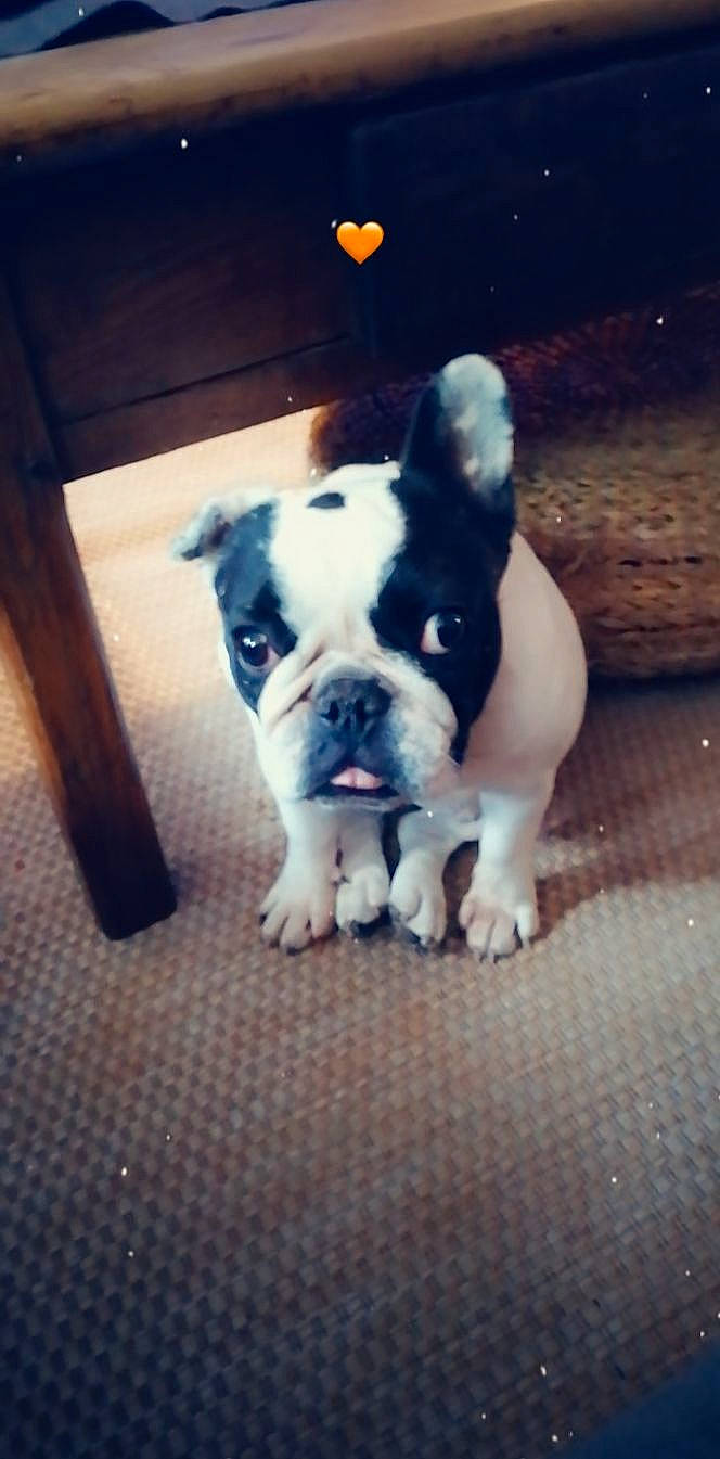 Magie participe au concours pour gagner de l'argent avec cette photo : bulldog, carnivore, cloud, comfort, companion_dog, dog, dog_breed, fawn, flooring, french_bulldog, grass, sky, snout, sporting_group, square, toy_dog, whiskers, window, wood, working_animal