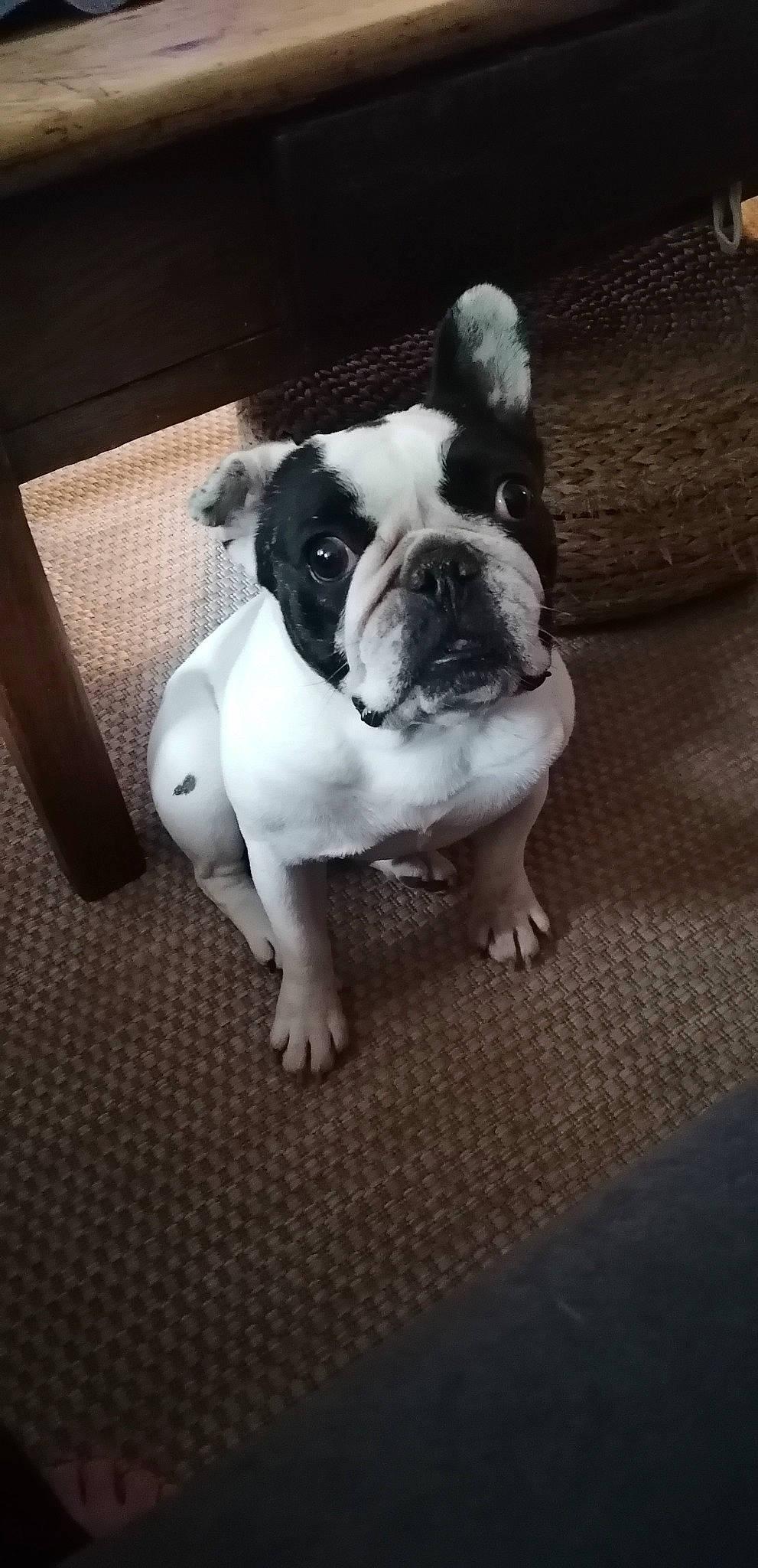 Magie participe au concours pour gagner de l'argent avec cette photo : bored, bulldog, canidae, carnivore, comfort, companion_dog, dog, dog_breed, fawn, flash_photography, flooring, grass, paw, snout, sporting_group, terrestrial_animal, toy_dog, whiskers, window, working_animal