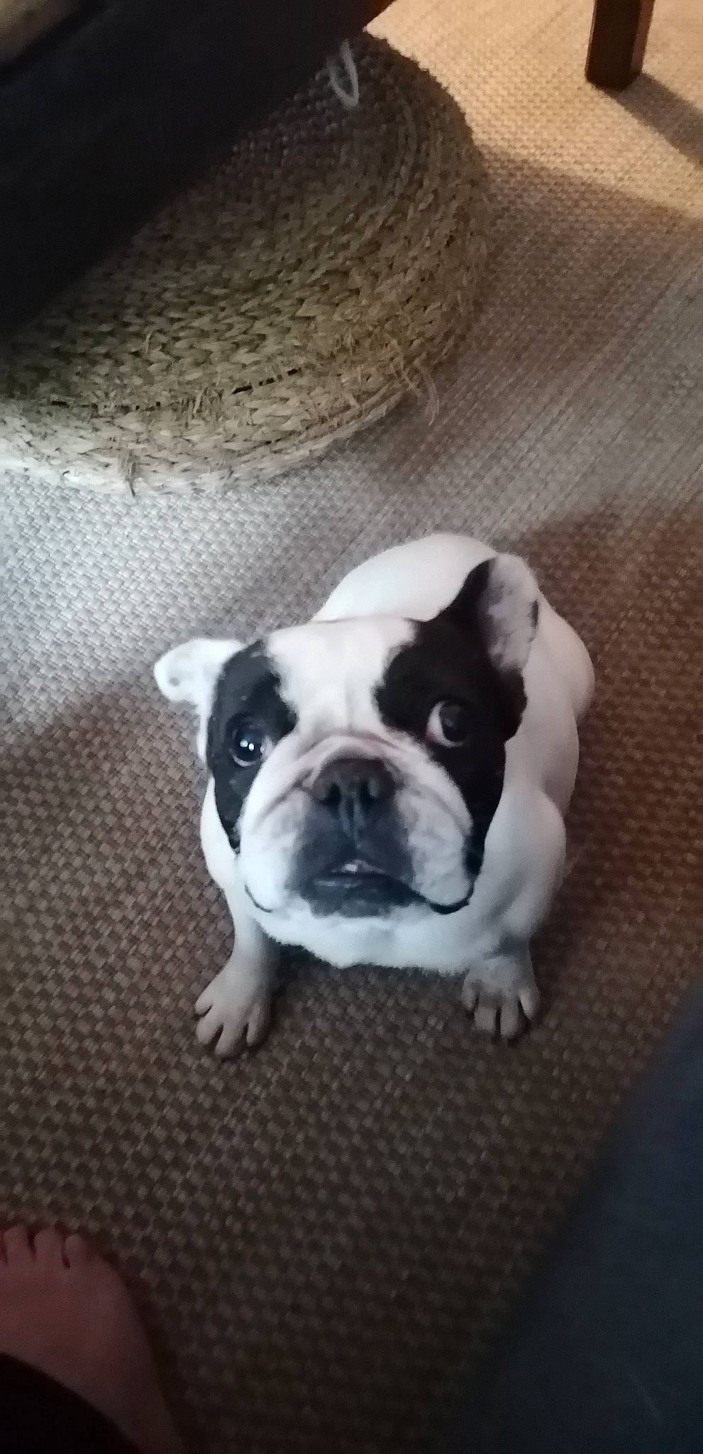 Magie a rejoint le concours — aidez-le/la à gagner de superbes lots ! bored, boston_terrier, bulldog, canidae, carnivore, cloud, comfort, companion_dog, dog, dog_breed, ear, eye, fawn, grey, snout, sporting_group, toy_dog, whiskers, working_animal, wrinkle