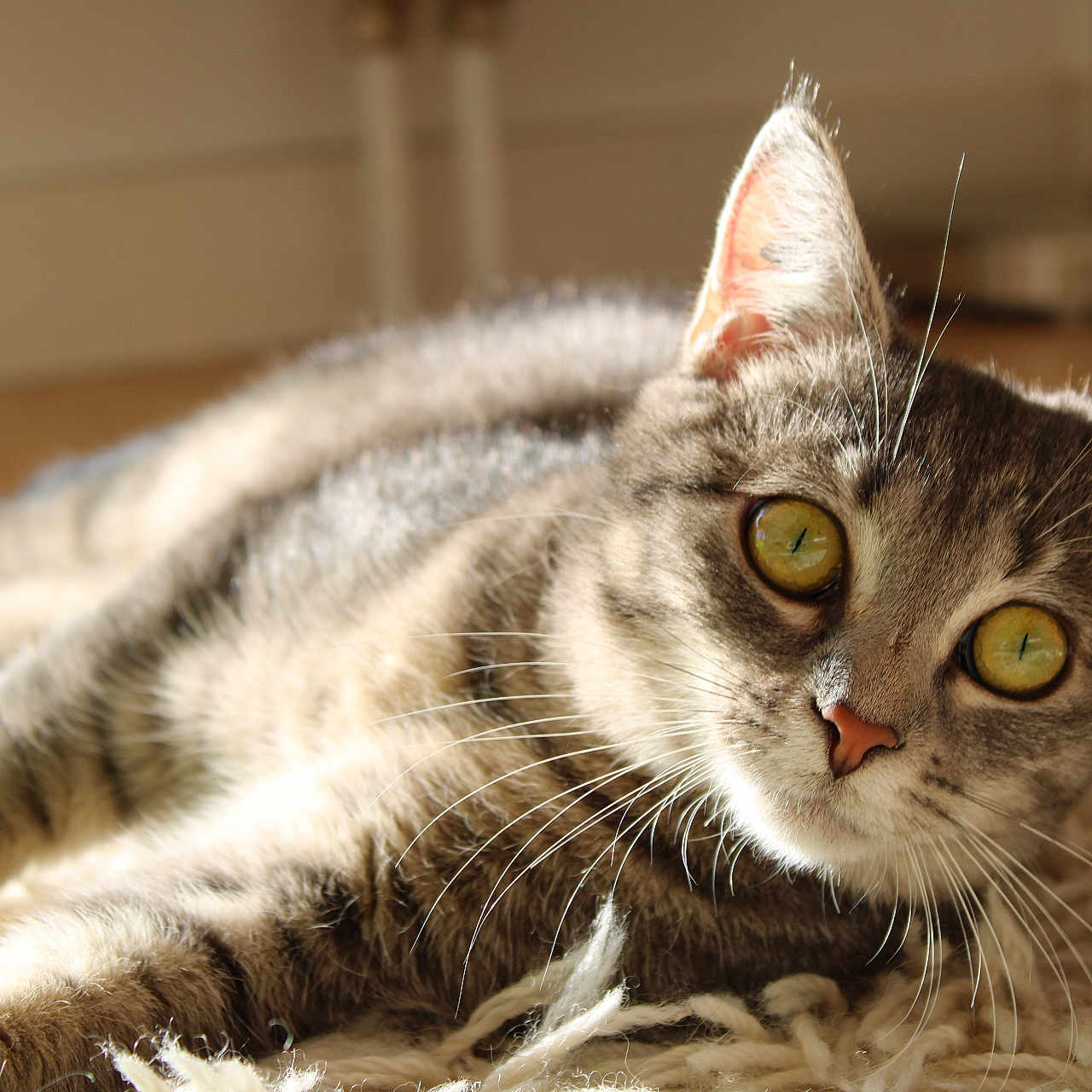 Joy a rejoint le concours — aidez-le/la à gagner de superbes lots ! abyssinian, animal, cat, hardwood, kitten, manx, pet, siamese, wood