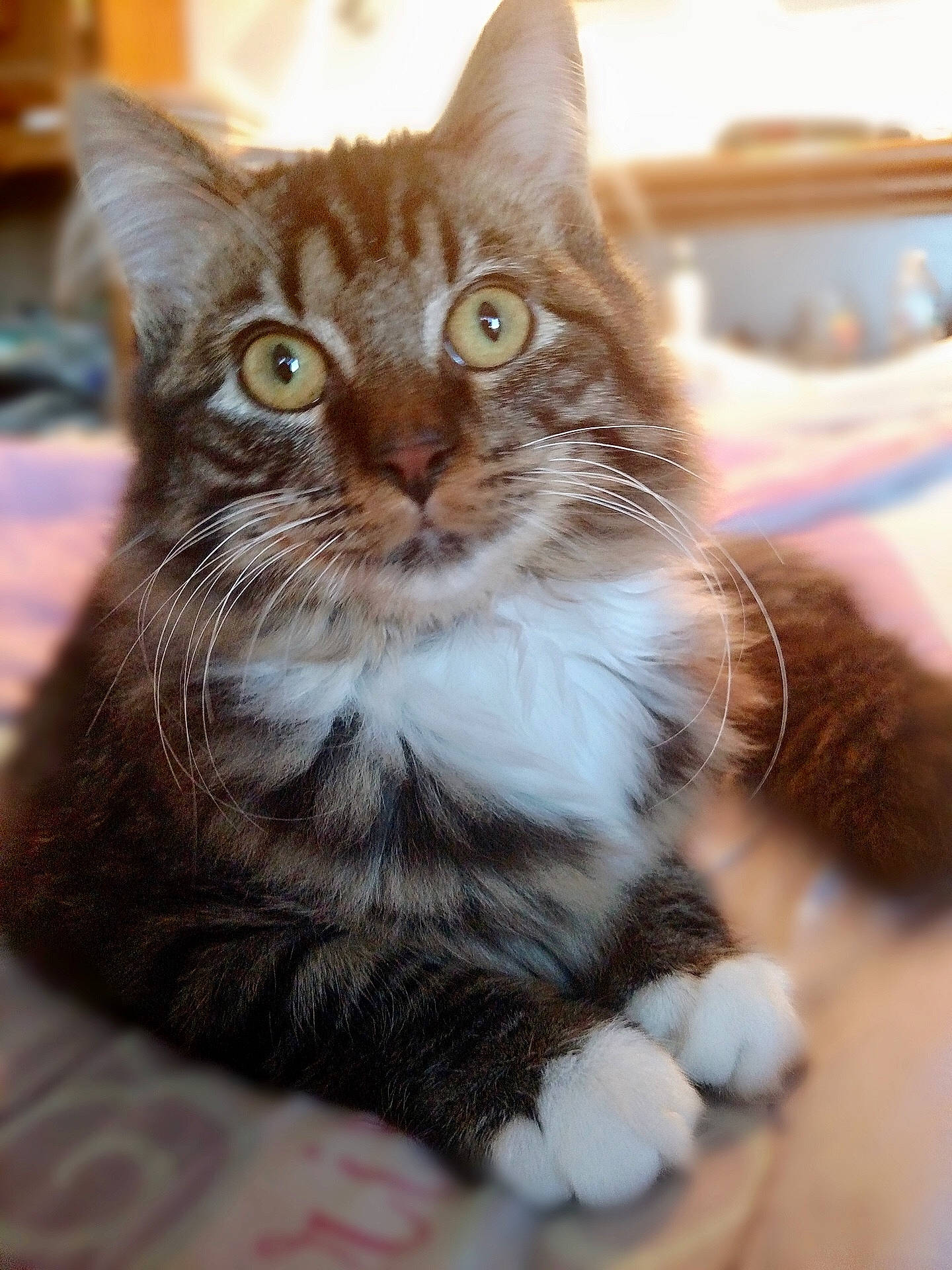 Stark is registered to the contest to win money with this photo: aegean_cat, american_shorthair, american_wirehair, asian, british_semi_longhair, carnivore, cat, domestic_short_haired_cat, dragon_li, european_shorthair, felidae, kitten, maine_coon, mammal, norwegian_forest_cat, small_to_medium_sized_cats, snout, tabby_cat, vertebrate, whiskers