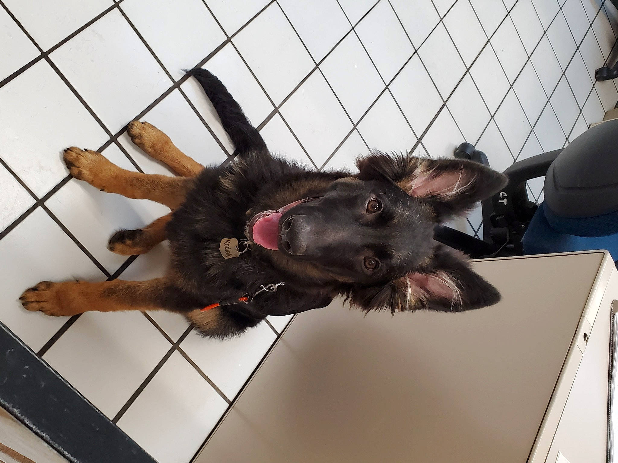 Kodiak is registered to the contest to win money with this photo: canidae, carnivore, collar, dog, dog_breed, fur, german_shepherd_dog, guard_dog, king_shepherd, liver, mesh, old_german_shepherd_dog, paw, pet_supply, snout, sporting_group, tongue, tooth, wire_fencing, working_animal