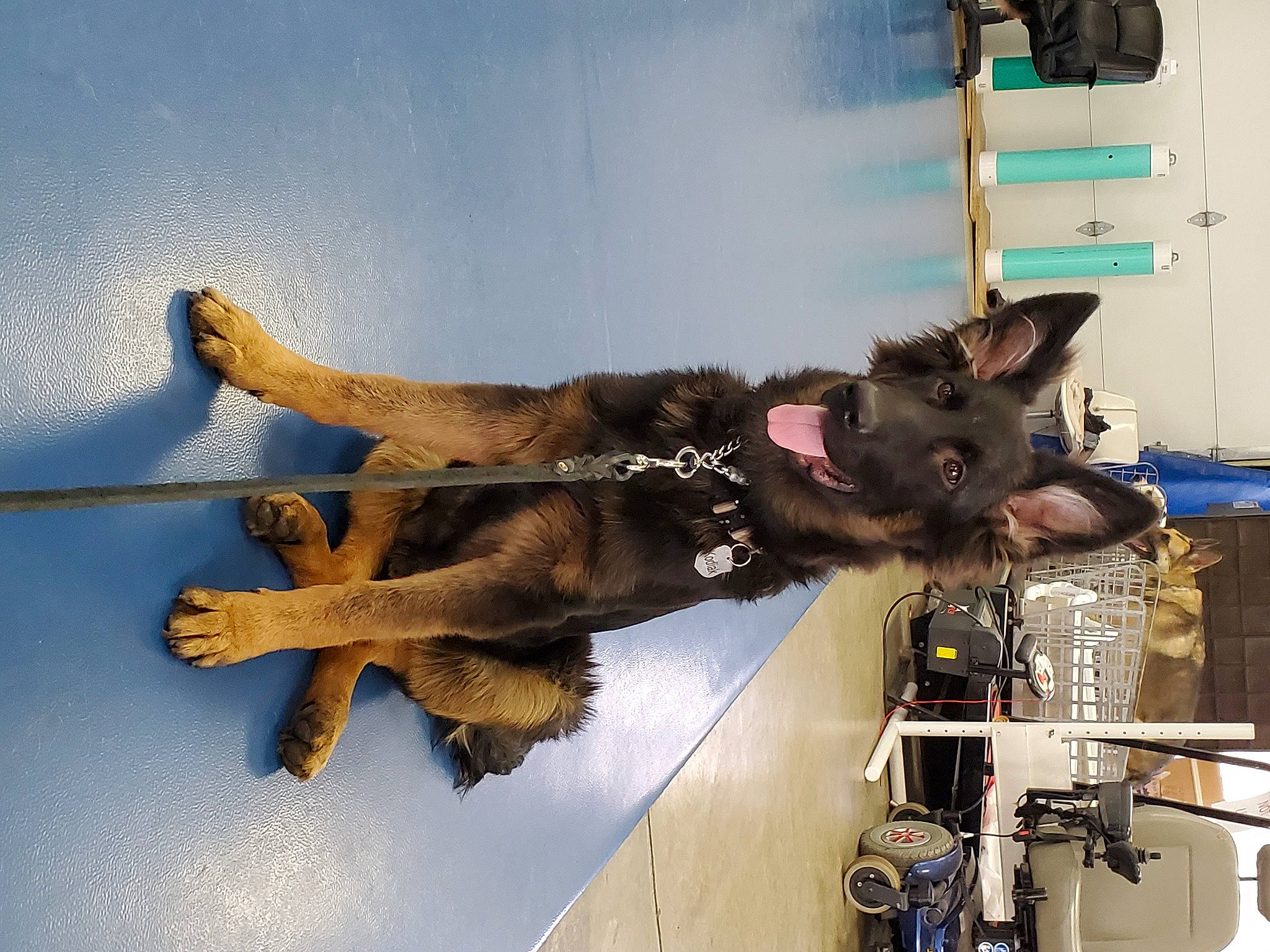 Kodiak joined the competition — help win amazing prizes! canidae, carnivore, sporting_group