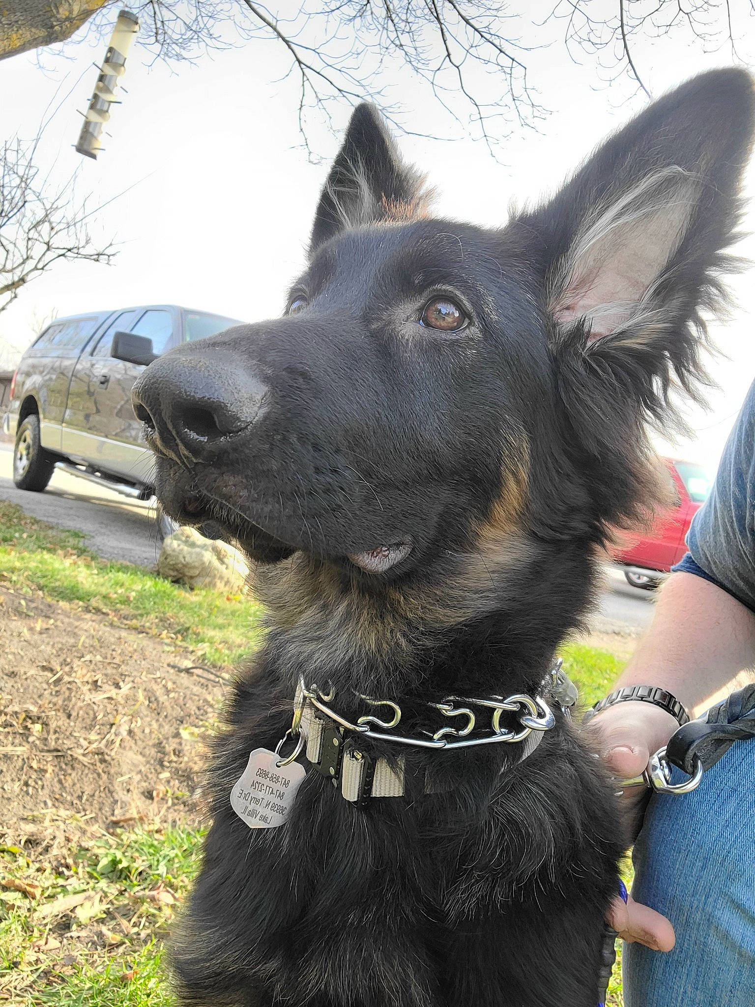 Kodiak joined the competition — help win amazing prizes! alloy_wheel, automotive_tire, canidae, carnivore, collar, dog, dog_breed, dog_collar, fender, fur, guard_dog, human, leash, pet_supply, rim, snout, sporting_group, vehicle_door, vertebrate, working_animal