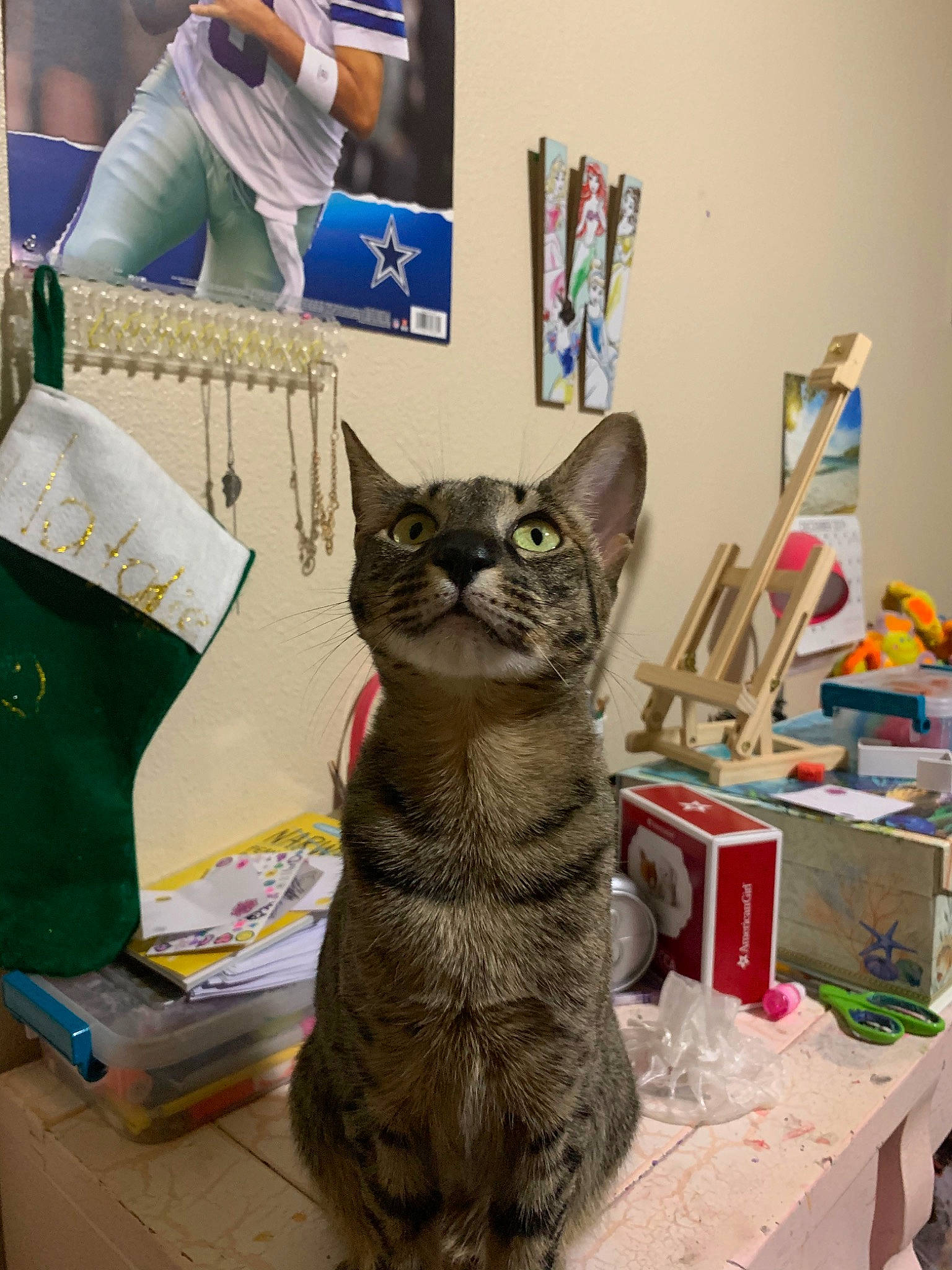 Africa is registered to the contest to win money with this photo: american_shorthair, asian, carnivore, cat, domestic_short_haired_cat, european_shorthair, felidae, german_rex, korat, russian_blue, small_to_medium_sized_cats, tabby_cat, whiskers