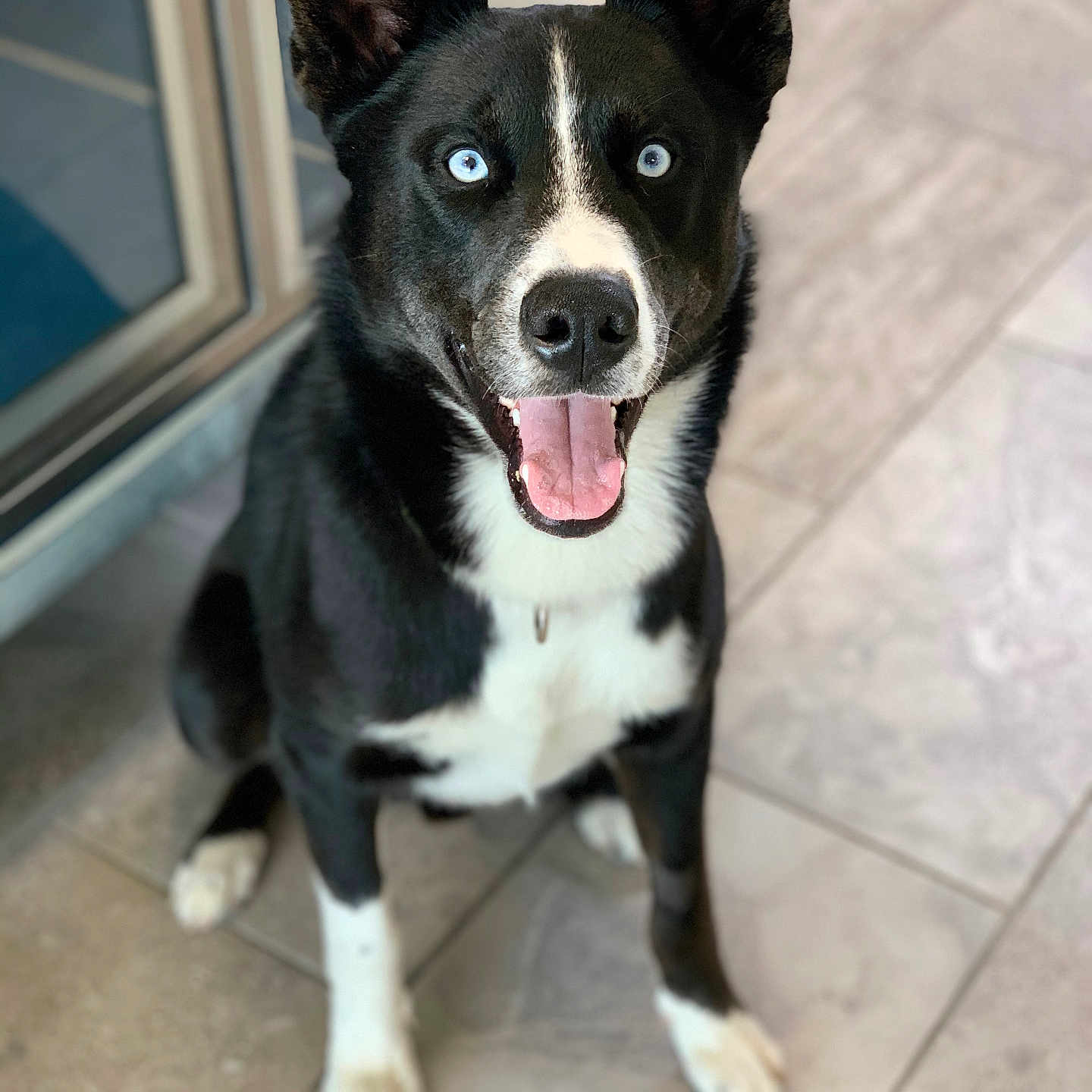 Diesel joined the competition — help win amazing prizes! alert, animal, black_and_white, blue_eyes, canine, companion, cute, dog, domestic, ears_up, friendly, fur, happy, indoor, pet, portrait, sitting, smiling, tile_floor, tongue_out