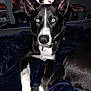 Diesel is registered to the contest to win money with this photo: dog, black_and_white, blue_eyes, pet, indoors, blanket, bed, furniture, ears, collar, animal, canine, lying_down, alert, close_up, household, domestic, companion, room, muzzle