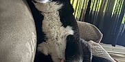 Diesel joined the competition — help win amazing prizes! dog, black_and_white, couch, indoor, paw, person, arm, curtains, relaxed, pet, fur, cozy, living_room, seated, expression, animal, comfort, home, mammal, companion