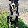 Diesel joined the competition — help win amazing prizes! dog, black_and_white, blue_eyes, sitting, tongue_out, collar, grass, outdoor, pet, canine, happy, animal, fur, ears, front_legs, sidewalk, sunlight, nature, friendly, alert