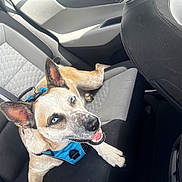 Blu joined the competition — help win amazing prizes! dog, blue_eyes, car_interior, seat, harness, pet, animal, happy, smiling, canine, fur, ears, mouth_open, backseat, leash, domestic_animal, looking_up, sunlight, relaxed, indoor