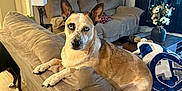 Blu is registered to the contest to win money with this photo: dog, blue_eyes, couch, living_room, blanket, floor, wood_floor, artwork, lamp, pillow, curtains, flower_vase, table, decor, pet, canine, indoor, home, furniture, relaxing