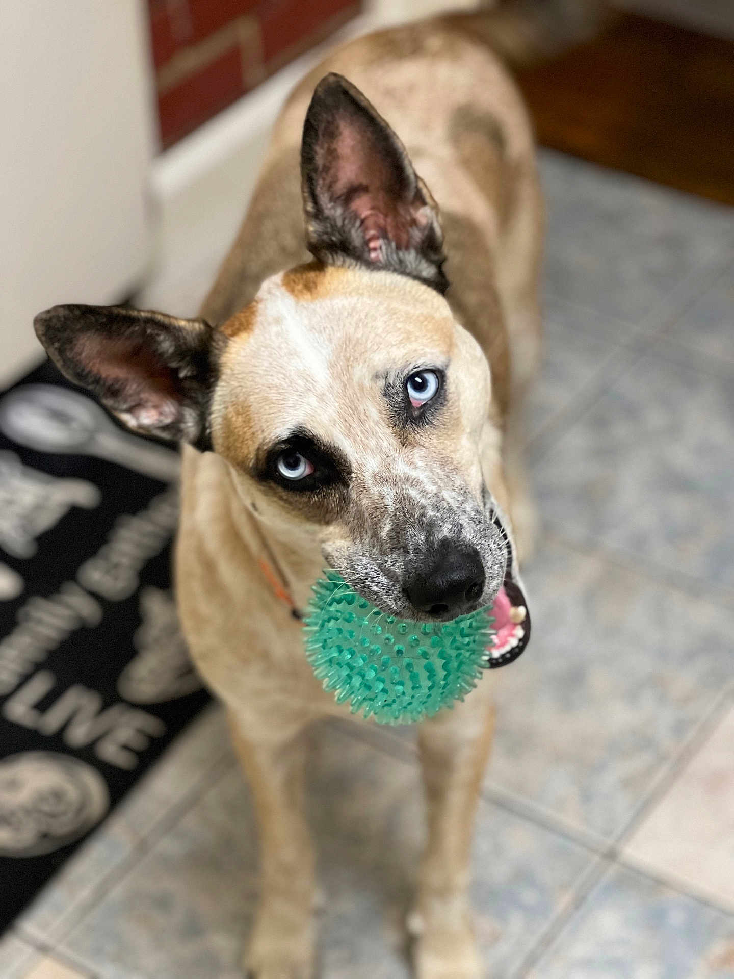 Blu is registered to the contest to win money with this photo: dog, blue_eyes, toy, ball, indoor, tile_floor, playful, pet, animal, ears_up, looking_up, mouth_open, close_up, brown_fur, white_markings, collar, floor_mat, black_mat, home_interior, pet_toy