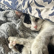 Duchesse a rejoint le concours — aidez-le/la à gagner de superbes lots ! cat, black_and_white, paw, blanket, fur, cozy, resting, sleepy, cute, pet, indoor, soft, texture, animal, whiskers, closeup, relaxing, comfort, pattern, nap