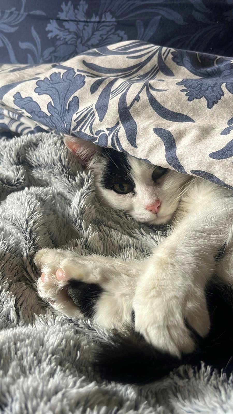 Duchesse a rejoint le concours — aidez-le/la à gagner de superbes lots ! cat, black_and_white, paw, blanket, fur, cozy, resting, sleepy, cute, pet, indoor, soft, texture, animal, whiskers, closeup, relaxing, comfort, pattern, nap