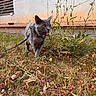cat, gray_cat, leash, grass, yellow_flowers, outdoor, concrete_wall, curious, playful, pet, nature, plant, feline, closeup, animal, walking, daylight, tongue_out, exploration, urban