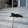 Cookie participe au concours pour gagner de l'argent avec cette photo : architecture, building, cat, daylight, domestic_cat, entrance, glass_door, gray_cat, harness, leash, lying_down, marble_steps, outdoor, pet, portrait, relaxed, short_hair, sleepy, stairs, stone