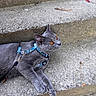 cat, gray_cat, pet, animal, outdoor, concrete_steps, harness, orange_eyes, feline, leash, resting, curious, whiskers, paw, ears, side_view, close_up, daylight, texture, nature