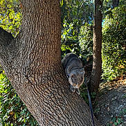 Cookie a rejoint le concours — aidez-le/la à gagner de superbes lots ! adventure, animal, bark, cat, climbing, forest, garden, gray_cat, greenery, leash, leaves, nature, outdoor, pet, shadow, sunlight, tree, tree_trunk, vertical_photo, wildlife