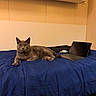 cat, gray_cat, bed, blue_bedspread, tablet, keyboard, indoor, pet, animal, feline, resting, technology, orange_eyes, looking_at_camera, cozy, furniture, room, domestic, mammal, relaxed