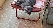 Cookie a rejoint le concours — aidez-le/la à gagner de superbes lots ! cat, gray_cat, chair, blanket, knitted_blanket, balcony, tile_floor, reflection, glass_door, pet, furniture, relaxing, indoor, cozy, resting, curious, orange_eyes, folding_chair, home, comfortable