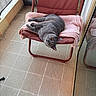 cat, gray_cat, chair, blanket, knitted_blanket, balcony, tile_floor, reflection, glass_door, pet, furniture, relaxing, indoor, cozy, resting, curious, orange_eyes, folding_chair, home, comfortable