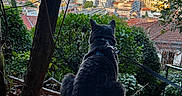 Cookie a rejoint le concours — aidez-le/la à gagner de superbes lots ! animal, back_view, black_cat, buildings, cat, cityscape, foliage, garden, harness, hillside, landscape, leash, leaves, outdoor, pet, rooftops, scenic_view, sunlight, tree, urban_view