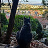 animal, back_view, black_cat, buildings, cat, cityscape, foliage, garden, harness, hillside, landscape, leash, leaves, outdoor, pet, rooftops, scenic_view, sunlight, tree, urban_view