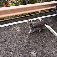 Cookie a rejoint le concours — aidez-le/la à gagner de superbes lots ! cat, gray_cat, orange_eyes, harness, leash, parking_lot, asphalt, guardrail, trees, greenery, outdoor, pet, animal, walking, side_view, curious, nature, daylight, street, exploring