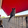 cat, gray_cat, balcony, railing, red_awning, outdoor, pet, animal, feline, sunlight, daytime, urban, curious, perched, tail, metal_railing, fabric_awning, wooden_chair, plant_pot, shadow