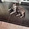 cat, gray_cat, amber_eyes, indoor, floor_tiles, black_tiles, doorway, rug, resting, pet, animal, feline, relaxed, home, domestic, laying_down, floor, texture, closeup, quiet