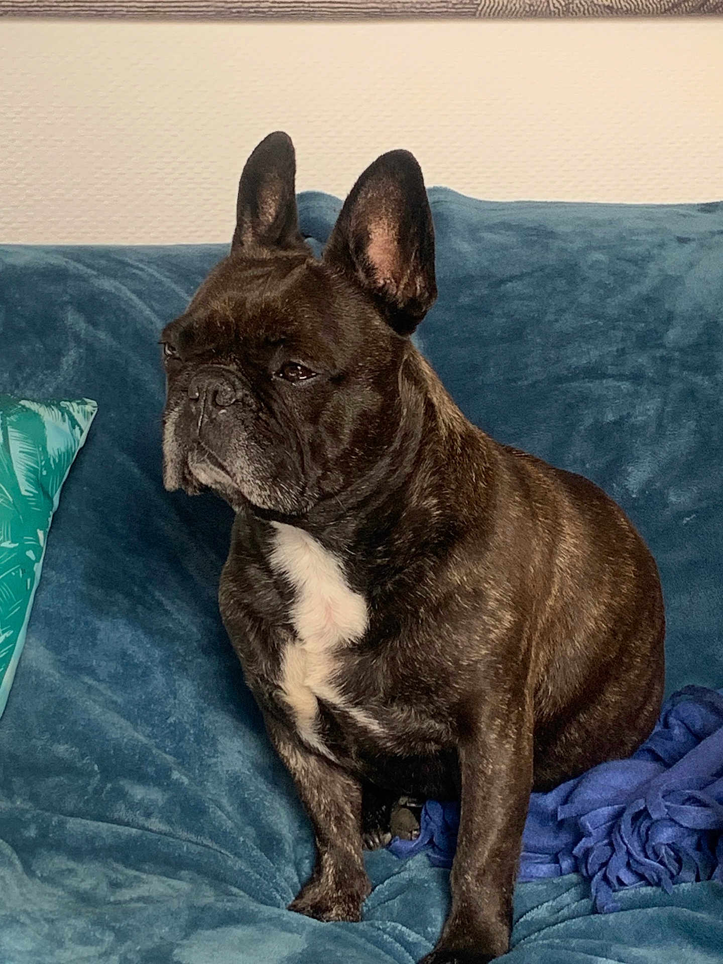 Roxy participe au concours pour gagner de l'argent avec cette photo : french_bulldog, dog, brindle, pet, indoor, couch, blue_couch, pillow, green_pillow, fur, ears, animal, sitting, looking_away, expression, cozy, home, domestic, companion, portrait