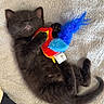 animal, black_cat, clutching, colorful, cozy, cute, feathers, feline, fur, indoor, kitten, peaceful, pet, relaxed, resting, sleeping, small, soft_blanket, toy, young_cat