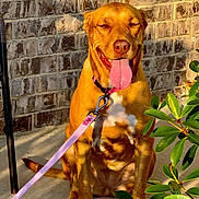 Ivy joined the competition — help win amazing prizes! dog, canine, pet, sitting, tongue_out, panting, happy, portrait, outdoor, brick_wall, sunlight, pink_leash, collar, harness, plant, greenery, patio, brown_fur, white_chest, animal_photography