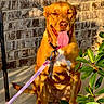 dog, canine, pet, sitting, tongue_out, panting, happy, portrait, outdoor, brick_wall, sunlight, pink_leash, collar, harness, plant, greenery, patio, brown_fur, white_chest, animal_photography
