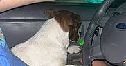 Lulu joined the competition — help win amazing prizes! dog, pet, car, driver, steering_wheel, tattoo, blue_shirt, camouflage_shorts, seatbelt, night, interior, window, hand, lap, small_dog, animal, human, arm, casual, relaxed