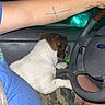 dog, pet, car, driver, steering_wheel, tattoo, blue_shirt, camouflage_shorts, seatbelt, night, interior, window, hand, lap, small_dog, animal, human, arm, casual, relaxed