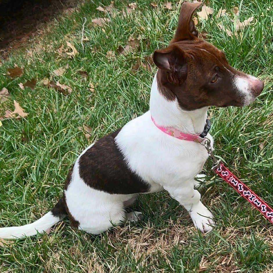 Lulu