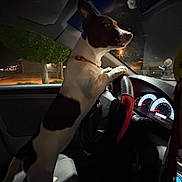 Lulu joined the competition — help win amazing prizes! dog, car, steering_wheel, night, inside_car, dashboard, seat, paw, window, black_and_white_dog, pet, animal, vehicle, headlight, road, tree, streetlight, collar, side_view, alert