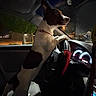 dog, car, steering_wheel, night, inside_car, dashboard, seat, paw, window, black_and_white_dog, pet, animal, vehicle, headlight, road, tree, streetlight, collar, side_view, alert