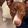 Lulu is registered to the contest to win money with this photo: dog, brown, white, ears, floor, clothes, indoor, pet, curious, looking_up, animal, mammal, canine, domestic, close_up, portrait, fur, expression, household, messy