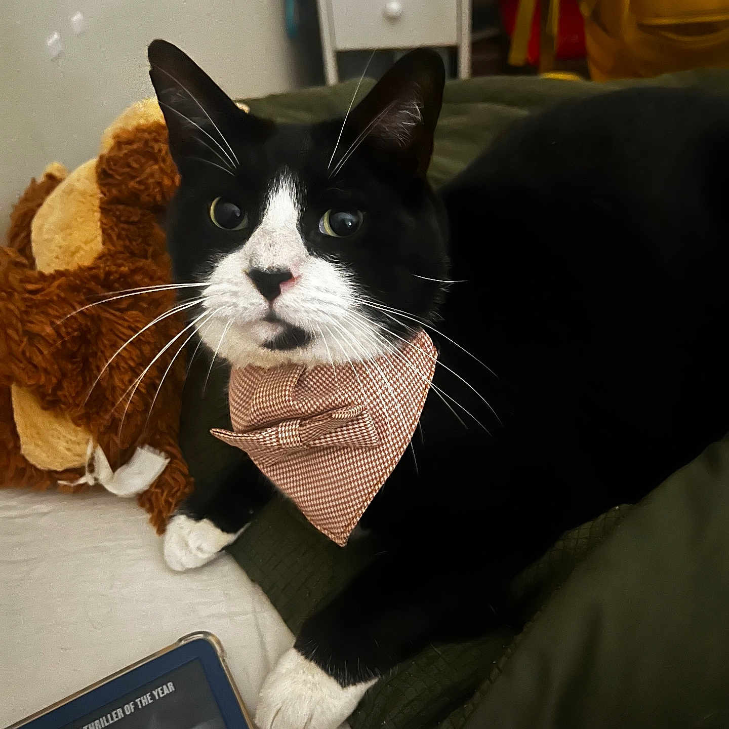 Poker joined the competition — help win amazing prizes! accessories, animal, cat, computer, computerhardware, couch, cushion, electronics, formalwear, furniture, hardware, homedecor, kitten, laptop, monitor, pc, pet, phone, screen, tie
