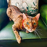 Inky joined the competition — help win amazing prizes! cat, bengal_cat, green_eyes, red_collar, leather_chair, armchair, decorative_pillow, bird_illustration, indoor, pet, curious, stretching, feline, whiskers, fur_pattern, close_up, home_interior, wooden_floor, cozy, relaxed