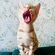 Lunar joined the competition — help win amazing prizes! kitten, cat, orange_striped, yawning, teeth, tongue, pet, animal, domestic_cat, feline, cute, sitting, indoor, couch, green, floral_wallpaper, background, young_cat, small, fur